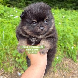 Black and tan boy 2800 no breeding rights - Black and tan male Pomeranian puppy in Kentucky from Em&M Pomeranians