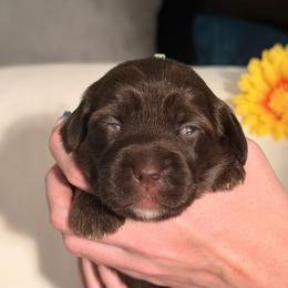 Teal Collar Girl - Chocolate female Australian Labradoodle puppy in Saint Louis, Missouri from Gateway Australian Labradoodles