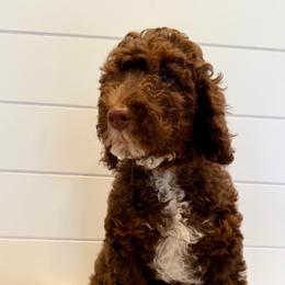 Blue Collar Boy - Chocolate male Goldendoodle puppy in San Augustine, Texas from Vintage Doodles