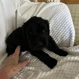 Pinky winkie - Black female Giant Schnauzer puppy in Woodstock, Virginia from Seven Bends Giants