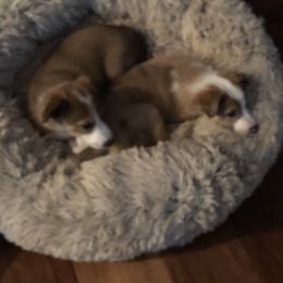 Border Collie Puppies from Burke BC’s