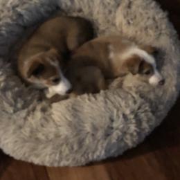 Border Collie Puppies from Burke BC’s