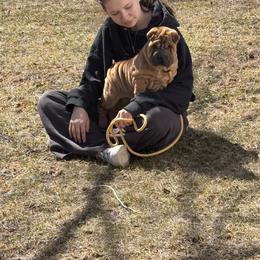 Chinese Shar-Pei All Grown Up from CarPeiDiem Chinese Shar-Pei