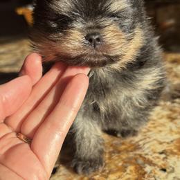 Boy 2 - male Pomeranian puppy in Grayslake, Illinois from Touch Of Clouds Poms