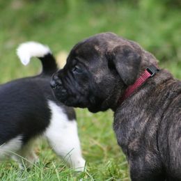 Boerboel Puppies from Northland Boerboels