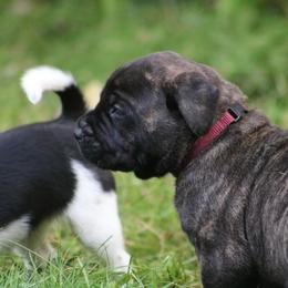 Boerboel Puppies from Northland Boerboels