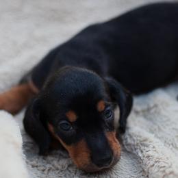 Piplup - Black and tan female Dachshund puppy in Tampa, Florida from EntityDachs