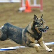 Swedish Vallhunds from Vallhollow Swedish Vallhunds
