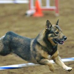 Swedish Vallhunds from Vallhollow Swedish Vallhunds