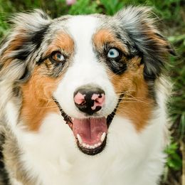 Kemah - Australian Shepherd