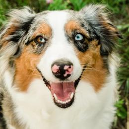 Kemah - Australian Shepherd