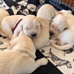 Female 3 - Light golden female Golden Retriever puppy in Rainier, Washington from Hanson’s NW Goldens & Doodles