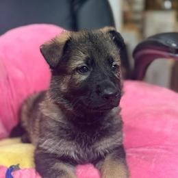 Mr.Blue - Sable male German Shepherd puppy in Berlin, Wisconsin from Gypsy Miracle Kennels