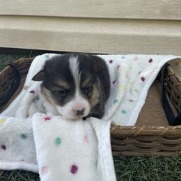 Everett - Black and tan male Pembroke Welsh Corgi puppy in Morgantown, Pennsylvania from GoldStar Corgis (License Number 18519)