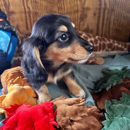 Boy 2-Arlo - Black and cream male Dachshund puppy in Wolf Lake, Indiana from Canisteo Dachshunds