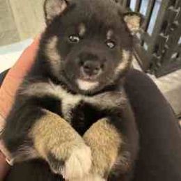 Bear - Black and tan male Shiba Inu puppy in Tamarac, Florida from The Queen of Shibas