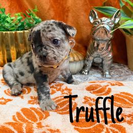 Truffle - Tricolors male French Bulldog puppy in Peoria, Arizona from A Quality French Bulldogs AZ