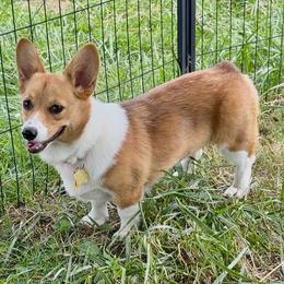 Female 2 - Fawn female Pembroke Welsh Corgi puppy in Oxford, Pennsylvania from K&S Quality Pembroke Welsh Corgi’s