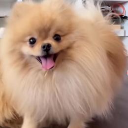 Milo - Pomeranian