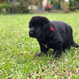 German Shepherd Puppies from Zwinger vom Schneider Wald