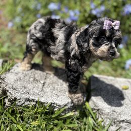 Nala - Merle female Cockapoo puppy in Ocoee, Florida from Puppie Poos 4 U