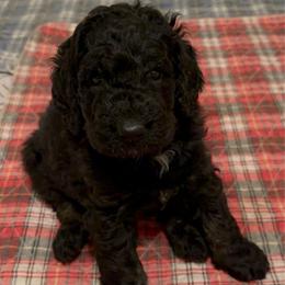 Winchester - Black male Labradoodle puppy in Chesterfield County, Virginia from Doodling Around