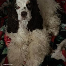 Darling - Cocker Spaniel