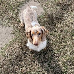 Boy 2 - Dapple male Dachshund puppy in Cumby, Texas from Dog Daze Ranch