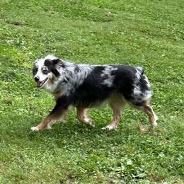 Cookie - Miniature American Shepherd