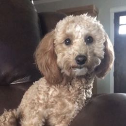 Stella - Goldendoodle