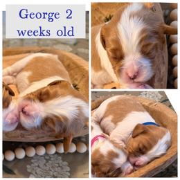 George - Blenheim male Cavalier King Charles Spaniel puppy in Atwater, California from Countryside Royalty Cavaliers