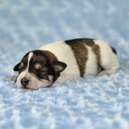 Patch - Parti male Miniature Schnauzer puppy in Ely, Nevada from Great Basin Miniature Schnauzers