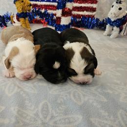 Tibetan Terrier Puppies from West Coast Tibetans