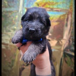Blueberry - Black and tan male German Shepherd puppy in Fort Jennings, Ohio from Von Holtzapple German shepherds