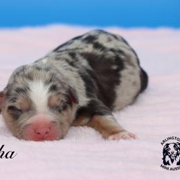 TABITHA - Blue merle female Miniature Australian Shepherd puppy in Weeki Wachee, Florida from Arlington's Mini Aussies