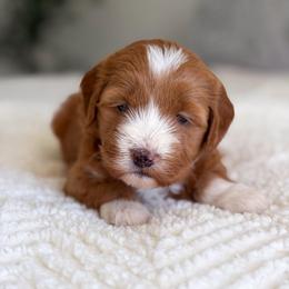 Jack - Apricot male Goldendoodle puppy in Southeast Arcadia, Florida from Desoto Doodles
