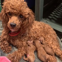 Jazzy - Poodle