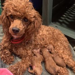 Jazzy - Poodle