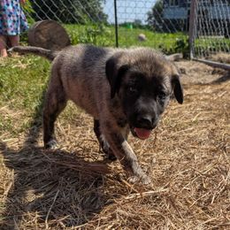 Boy 2 - Brindle male Anatolian Shepherd Dog puppy in Cleveland, Minnesota from Schmahl Family Farms