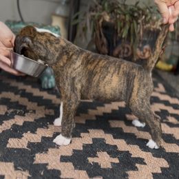 Rorschach's Nadezhda - Brindle female Boxer puppy in Seward, Nebraska from Rorschach Boxers