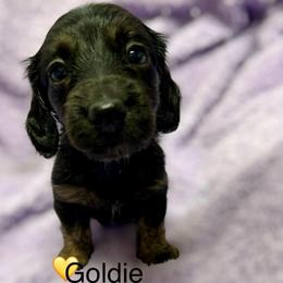 Goldie - Brindle female Dachshund puppy in Huntington, Arkansas from Rockstar.Weiners