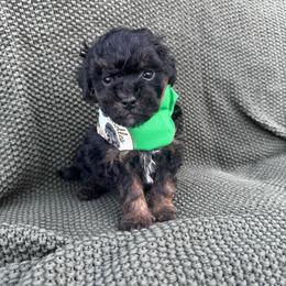 Cove - Phantom male Goldendoodle puppy in Hemet, California from Vallevistadoodles