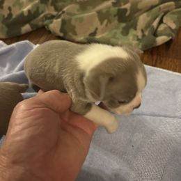 Girl 3 - Lilac female Boston Terrier puppy in Howell, New Jersey from Bill's Boston Babies