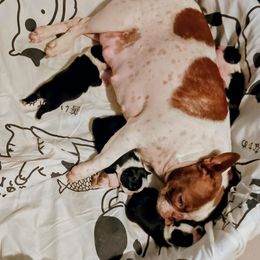 Boston Terrier puppies from Hiser's Bluegrass Bostons