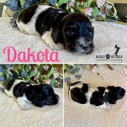 Dakota - AKC - Silky - Black and tan female Dachshund puppy in Kemp, Texas from Koli Acres