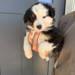 Dixie - Black tri female Miniature American Shepherd puppy in Payson, Arizona from Barnhardt Minis