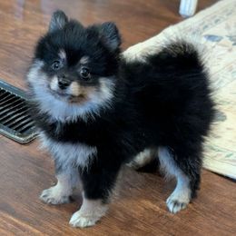 Shadow - Black and tan male Pomeranian puppy in Danielsville, Georgia from PassionatePomPoms