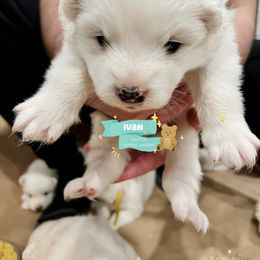 Samoyed Puppies from The Bactos Family