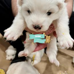 Samoyed Puppies from The Bactos Family