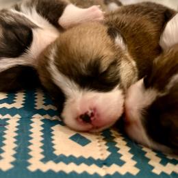 Vesper - Red female Pembroke Welsh Corgi puppy in Inola, Oklahoma from Pine Lane Pembrokes
